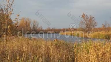 美丽的秋湖被干燥的芦苇和青草<strong>包围</strong>着